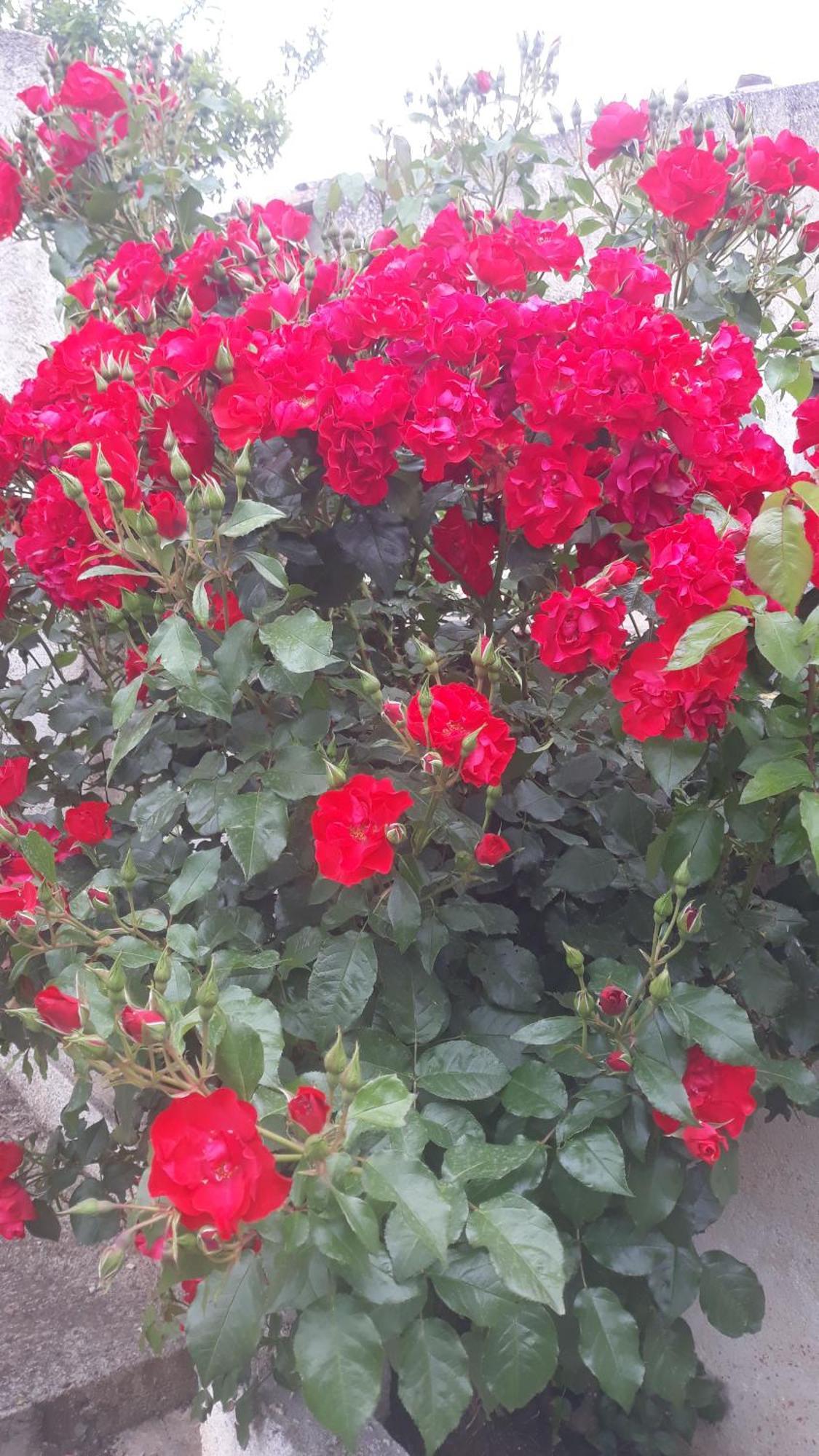 La Casa Di Bia Bed & Breakfast Corleone Rom bilde